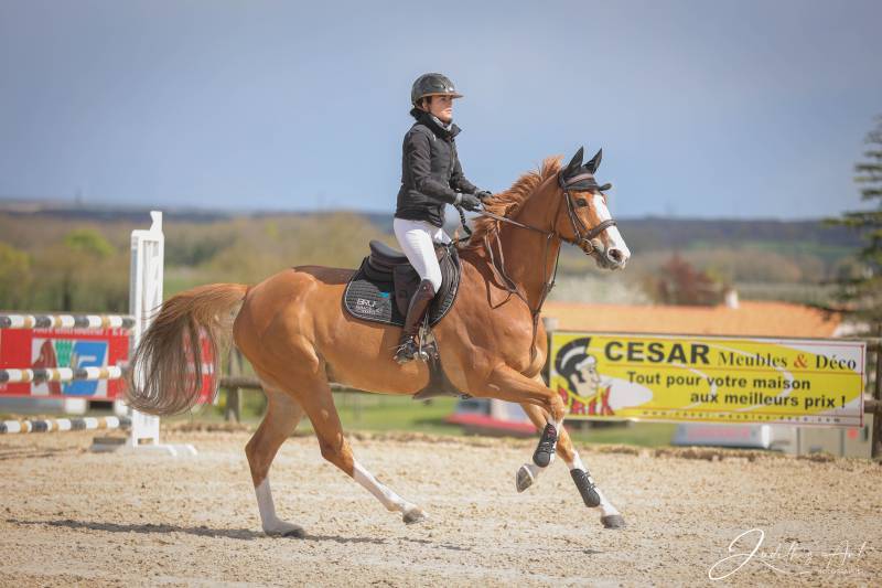 VENTE ET ESTIMATION DE CHAVAUX DE SPORT GIRONDE